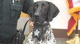 Marion County deputies train new gun-sniffing dog to help with school security