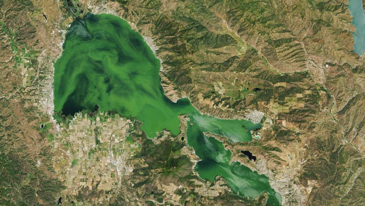 Clear Lake’s green algae is visible from space, NASA photo shows. It's also beneficial