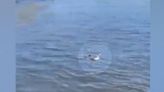 ¿Las víboras pueden nadar? Graban video de serpiente de cascabel en un lago de California