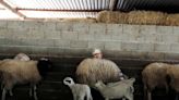 Greece bans moving goats and sheep as 'goat plague' spreads