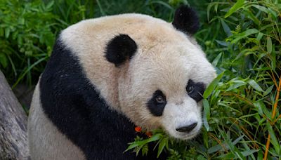 San Diego Zoo releases new panda photos of Yun Chuan and Xin Bao