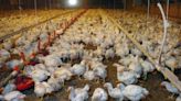 Bird flu continues to spread across dairy herds, infecting chickens and a human in April