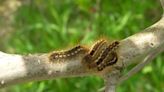 Toxic browntail moth caterpillars found in N.H. for first time in 75 years