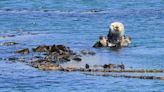 Library offers virtual adventure with sea otters in Morro Bay State Park