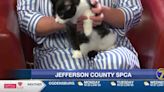 Jefferson County SPCA: Picasso