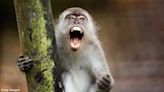 Lovesick Monkey Goes on Whiskey-Fueled Rampage Through Russian Village | KFI AM 640 | Coast to Coast AM with George Noory