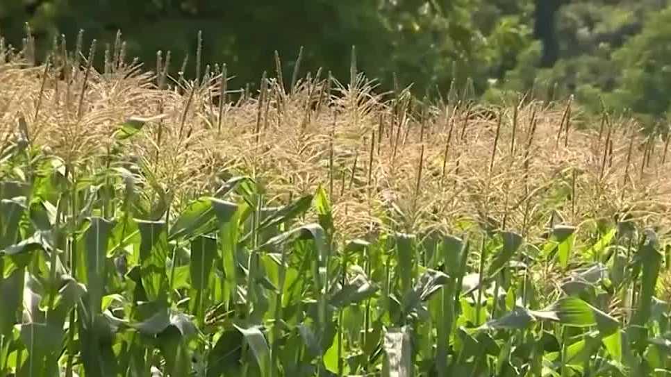 Gov. Phil Scott vetoes bill that would ban certain pesticides