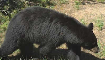 Bear euthanized after attacking runner in Utah's Big Cottonwood Canyon - East Idaho News