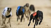 Blackhill Jack avails of inside draw in Stake win at Enniscorthy greyhound stadium