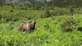 Woman comes face-to-face with fearsome predator in Montana beauty spot