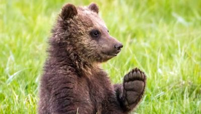 Happy Ending for Bear Cub Stolen From Family by Selfie-Takers