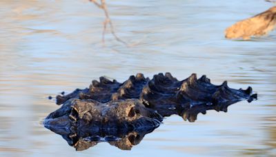 Woman's remains found in jaws of alligator in Houston