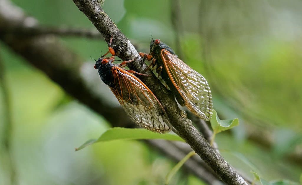 Cicada Emergence Could Affect People on the Autism Spectrum