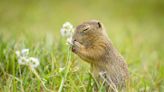 Sweet Baby Squirrel Noshes on Flower Petals When There Are No Nuts To Be Found