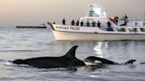 Orca attacks begin again as yacht sank off Gibraltar