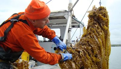 Santa Cruz: cómo es el proyecto de granjas submarinas que busca reimpulsar la pesca artesanal