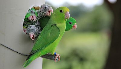 Why parrots sometimes adopt—or kill—each other's babies