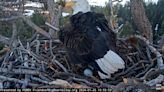 Eagle couple Jackie and Shadow are parents again, eggs laid Thursday and Sunday in Big Bear