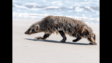 Avistan a elusivo depredador abriendo agujeros en la arena de una playa de Texas
