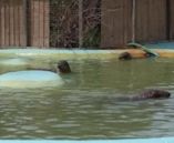 Mablethorpe Seal Sanctuary and Wildlife Centre