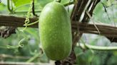 What Is The Best Way To Consume Ash Gourd? Nutritionist Weighs In