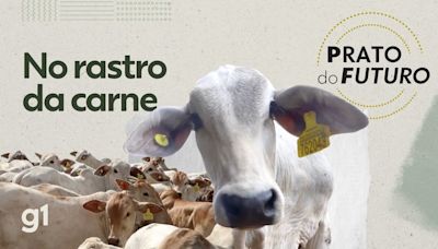 Boi com chip na Amazônia: como funciona o rastreamento para saber se a carne está livre de desmatamento