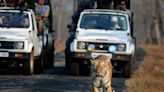 How tiger conservation in India may be helping to mitigate climate change