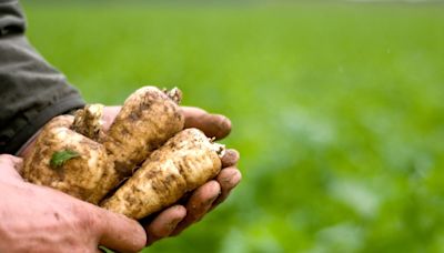 Land for growing fruit and vegetables should be doubled, new Government told