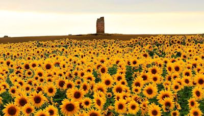 The best places in Scotland to pick your own sunflowers this summer | Scotsman Food and Drink