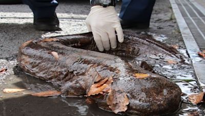 京都暴雨後1.3m「變種怪魚」現身！ 確認是雜交種