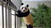 China’s Panda Diplomacy Tested as Fight Erupts Over Fu Bao