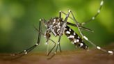 ¿Cansado de los mosquitos? La solución está en tu baño