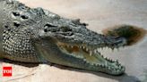 Crocodile facts and insights: Species differences, diet, and conservation efforts | - Times of India