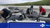 Investigation into mass whale stranding amid search for burial sites