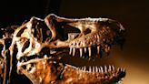 Tween’s Rare Teen T-Rex Fossil Find Leads To Documentary | 98.1 KDD | Keith and Tony