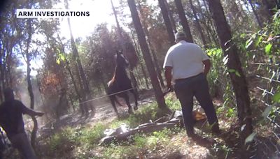 Horse meat trade: Hernando County men accused of killing horse abandon farm, flee with animals