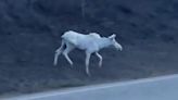 Canadian spots ‘lucky’ white moose in wild