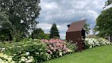 It's peak hydrangea season! Here are 3 things to know about Kentucky's native hydrangea