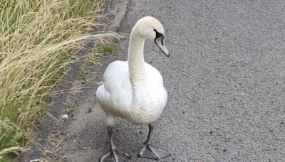 Hot Fuzz-style rescue carried out after swan crash-lands on busy A road