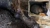 Punxsutawney Phil becomes first-time dad at ‘138’ — something no one predicted