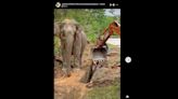 Perhilitan comes to the rescue of trapped baby elephant calf, winning kudos from Malaysians and the grateful calf’s mother (VIDEO)