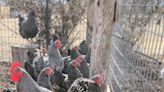 Egg-stra incentives: Backyard, free-range flocks fare well against avian flu, still face challenges