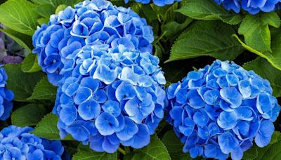 Pink hydrangeas turn a beautiful blue colour with one kitchen scrap item monthly