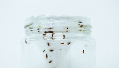 Go from "Ew, Fruit Flies" to "No Fruit Flies!" with These DIY Traps