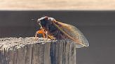 When will cicadas leave Tennessee?