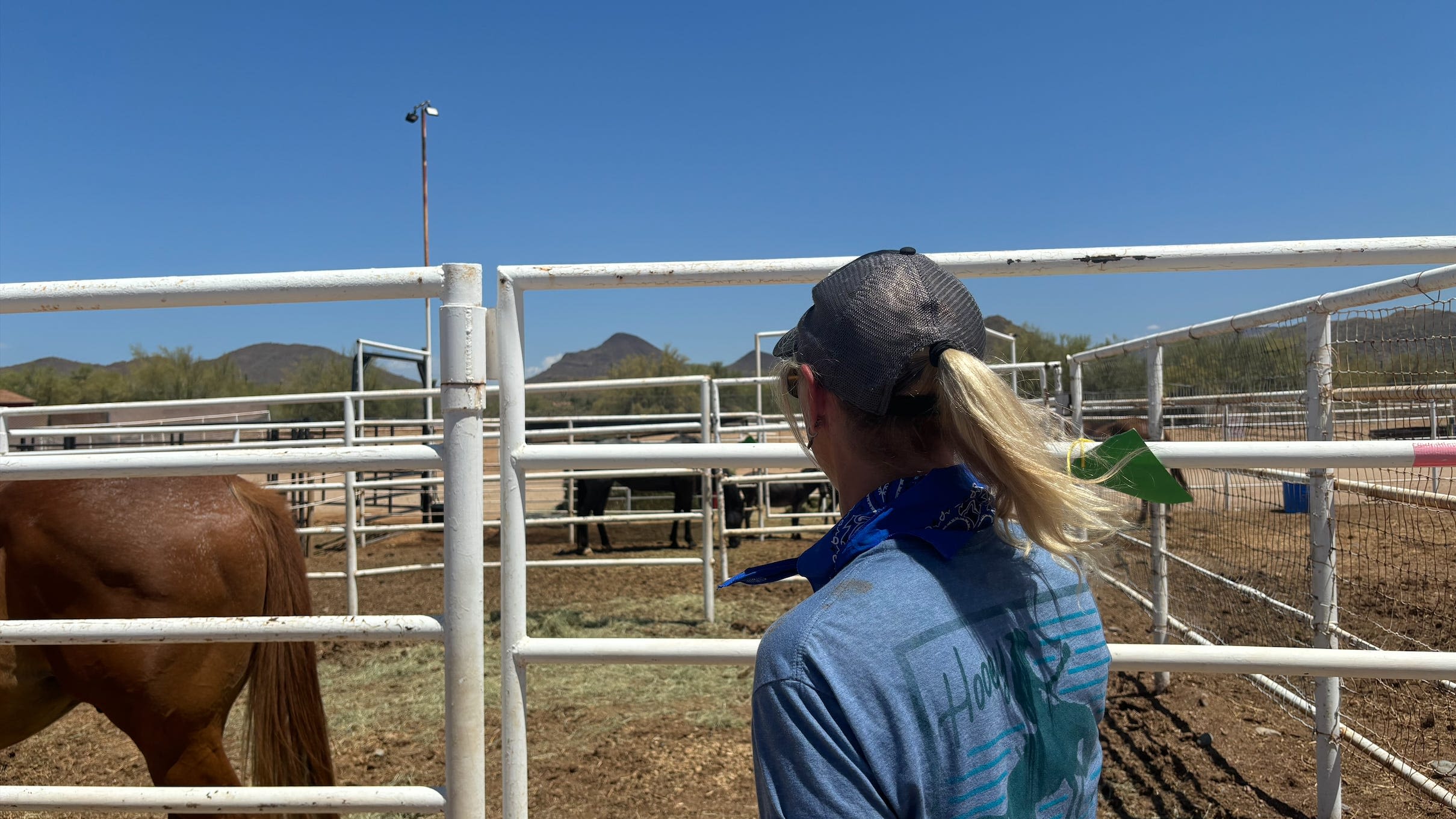 More than 20 horses among evacuees of Boulder View Fire northeast of Phoenix