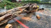 強颱凱米襲台！ 釀2死、201傷 路樹災情最多