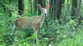 More than 1 million Pa. antlerless deer licenses to be sold soon, here's what to know