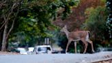 Sharpshooters take aim: Tega Cay doubles number of deer to kill, will donate meat