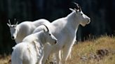 Hiking in Utah’s mountains this summer? Make sure to watch out for mountain goats